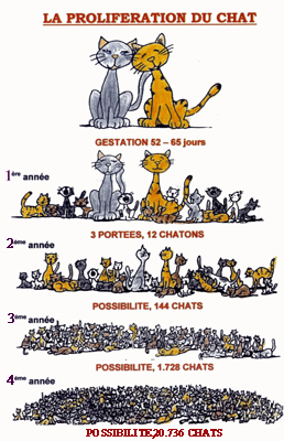 Chats Ville De Martigues