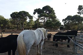 La ferme pédagogique - Les chevaux